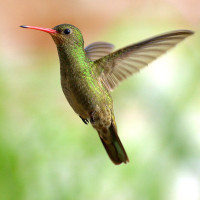 Gilded Hummingbird